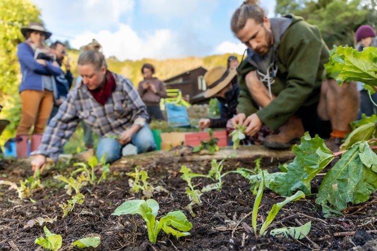 Students in the garden