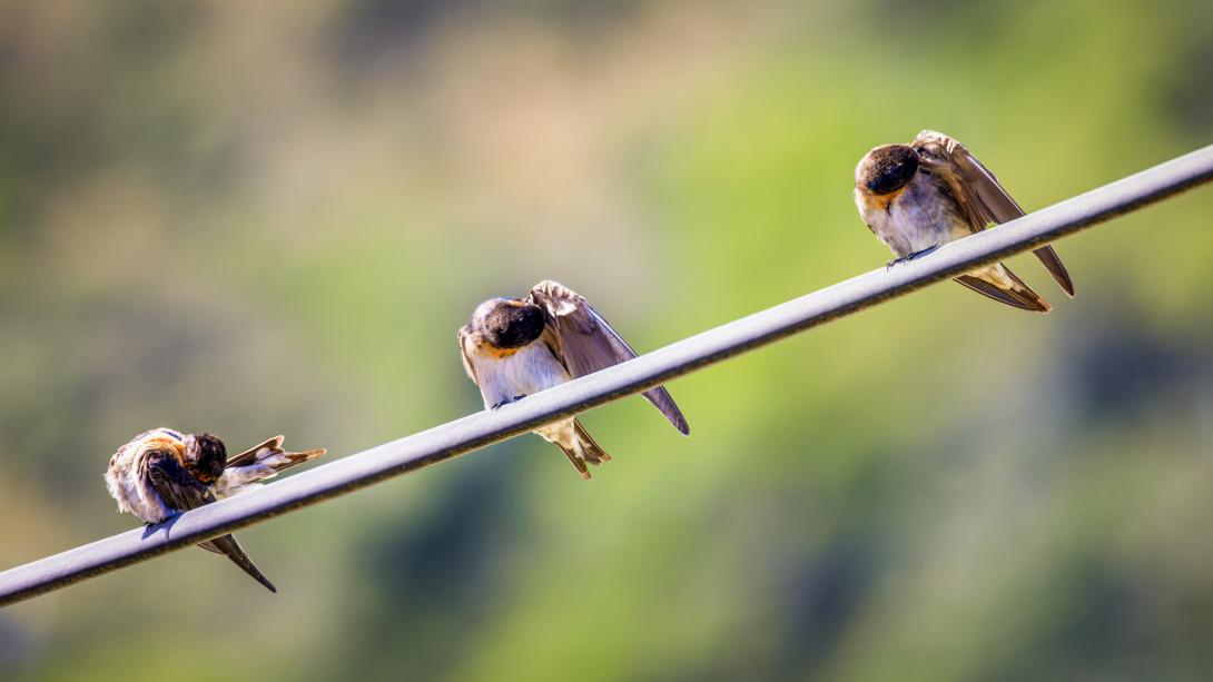 birds on a wire as toru partners